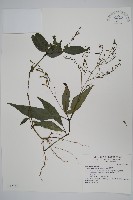 針刺草藏品圖，第1張