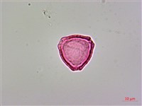 呂宋毛蕊木藏品圖，第3張