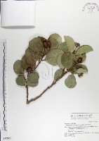 呂宋毛蕊木藏品圖，第1張