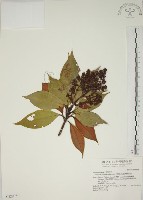大野牡丹藏品圖，第1張