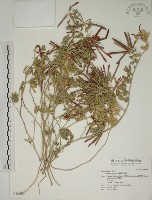 蘭嶼百脈根藏品圖，第1張