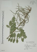 毛苦參藏品圖，第1張