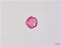 毛苦參藏品圖，第2張