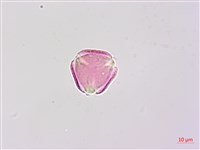 毛苦參藏品圖，第3張