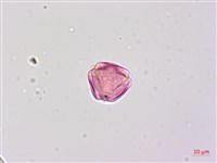 毛苦參藏品圖，第4張