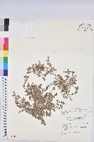 田代氏大戟藏品圖，第1張