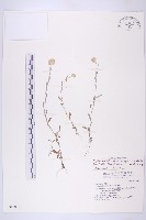 鼠麴草藏品圖，第1張