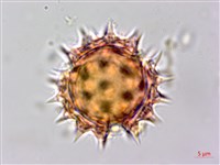 鼠麴草藏品圖，第2張