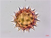 鼠麴草藏品圖，第3張