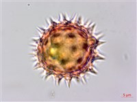 鼠麴草藏品圖，第4張