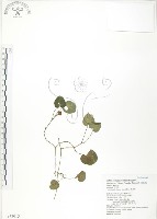 苞花蔓藏品圖，第1張