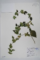 華九頭獅子草藏品圖，第1張