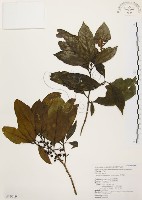 茜草樹藏品圖，第1張