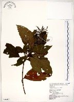 水金京藏品圖，第1張