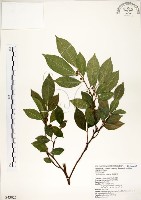 菲律賓榕藏品圖，第1張