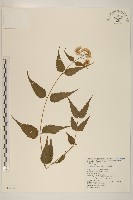 田代氏澤蘭藏品圖，第1張