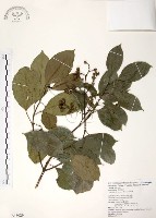 山香圓藏品圖，第1張