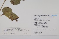 異葉馬兜鈴藏品圖，第2張