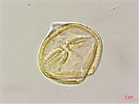 假赤楊、有丹樹、丹招樹藏品圖，第2張