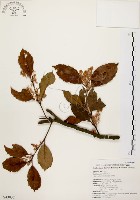 鼠刺藏品圖，第1張