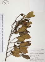 森氏紅淡比藏品圖，第1張