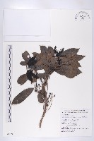 俄氏虎皮楠、蘭嶼虎皮楠、虎皮楠藏品圖，第1張