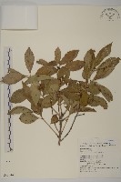 厚葉衛矛, 源一木藏品圖，第1張