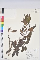 刺杜密藏品圖，第1張