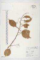 亨利氏伊立基藤藏品圖，第1張