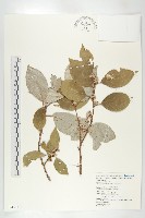 鄧氏胡頹子藏品圖，第1張