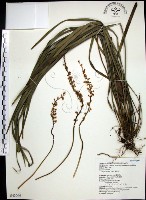 麥門冬藏品圖，第1張