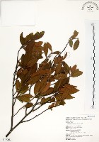 台灣楊桐藏品圖，第1張