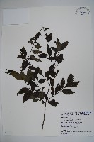 密毛假黃楊藏品圖，第1張