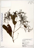 水金京藏品圖，第1張