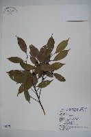 臺灣糊樗藏品圖，第1張