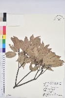 青剛櫟、鐵椆藏品圖，第1張