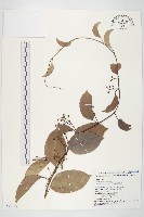 亨利氏伊立基藤藏品圖，第1張