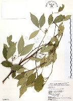 石苓舅藏品圖，第1張