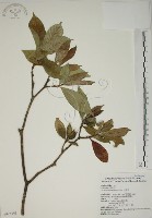 山黃梔藏品圖，第1張