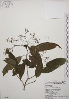 大青藏品圖，第1張