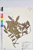密花五月茶藏品圖，第1張