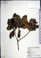 樹杞藏品圖，第1張