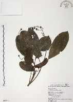 山香圓藏品圖，第1張