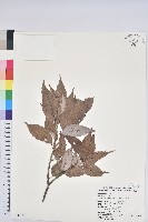 白背櫟藏品圖，第1張