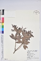 臺灣馬醉木藏品圖，第1張