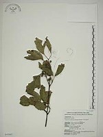 中原氏鼠李藏品圖，第1張