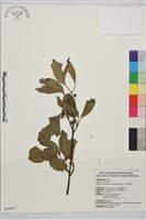 中原氏鼠李藏品圖，第2張