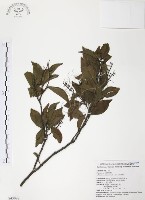紅葉樹藏品圖，第1張