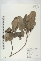 耿氏虎皮楠藏品圖，第1張