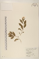 雞兒腸藏品圖，第1張